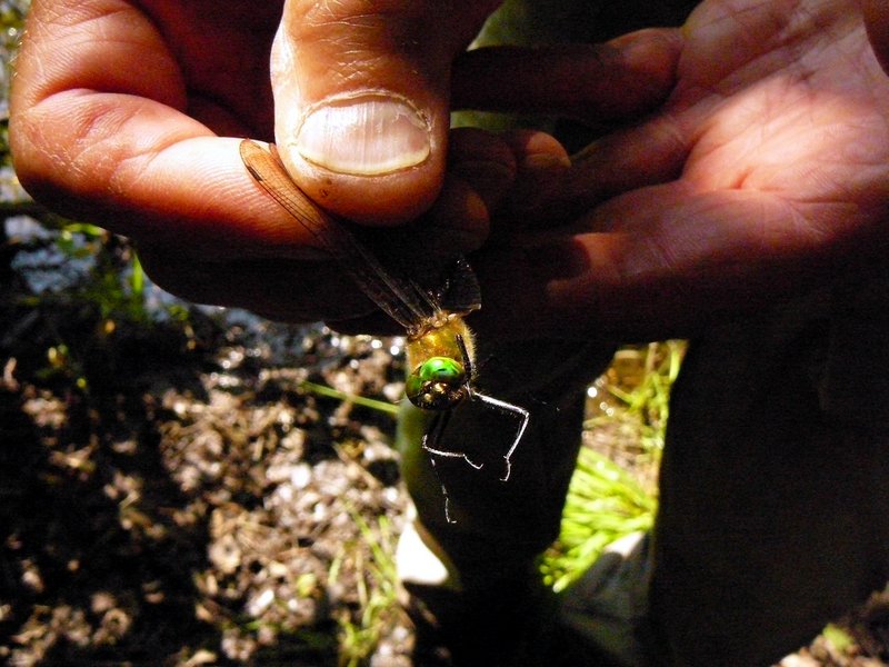Cordulia aenea   Cordulie bronzée